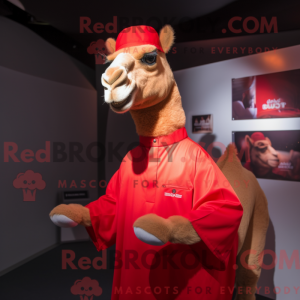 Red Camel maskot...