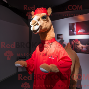 Red Camel maskot kostume...